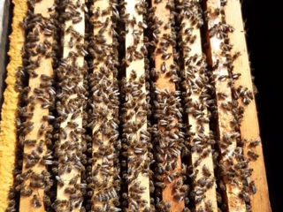 Miere de albine. Familii de albine cu și fără stupi