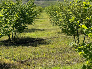 175 ha teren agricol foto 1