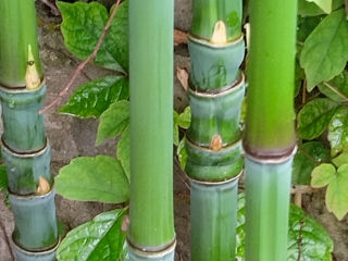 Bambus   Bambuk foto 6