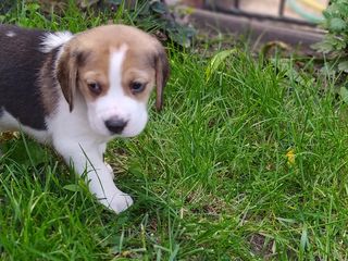 Catelusi Beagle foto 5