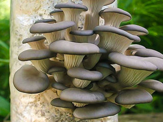 Мицелий белый степной гриб, еринги foto 2