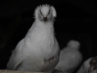 Vând hulubi, rasa uriaș unguresc / продаю голубей породы венгерский великан. foto 7