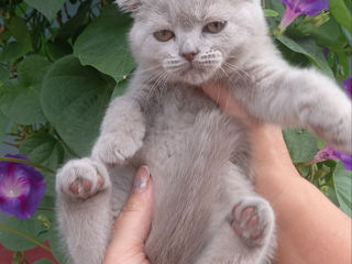 Scottish fold!!! foto 2