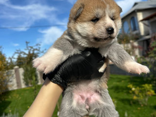 Cainisori Akita Inu Japonez