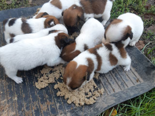 Jack Russell Terrier foto 5