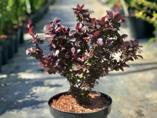 Berberis foto 7