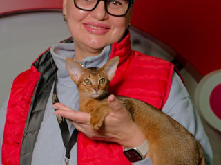 Абисинские котята. foto 7