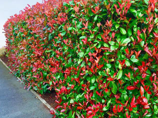 Photinia Фотиния foto 4