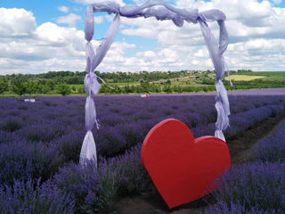 Vind ulei de lavanda in cantitati mari si mici, si puieti foto 1