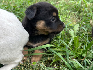 Cățeluși de rasă talie mică/medie foto 8