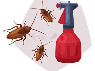 Servicii combaterea gândaci de bucătăria , ploșnițe de pat, căpușe, purici, albine, furnici foto 1