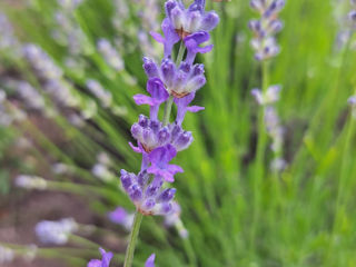 Lavanda foto 10