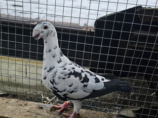 Vânzare porumbei продажа голубей foto 2