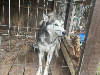 Mascul husky și pui femela husky foto 3