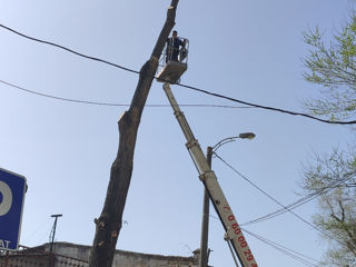 Doborîm arbori foarte mari și greu accesibili , lucrăm cu macaraua și autoturnul. foto 3