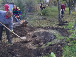 Scoatem radacini,tulpini. Выкарчевка деревьев и пеньков уборка территории foto 5