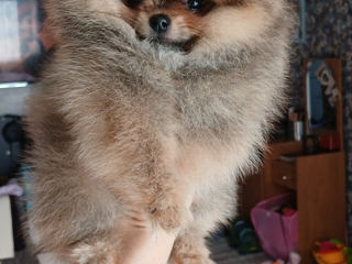 Карликовый(Mini toy) Pomeranian Spitz foto 6