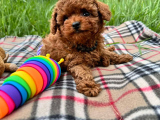 Toy pudel (toy poodle)