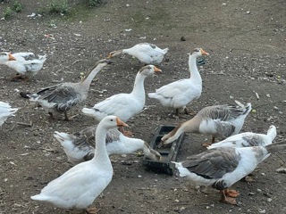 Gâște tinere foto 1