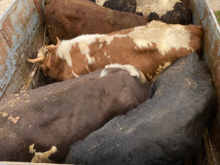 Cumpăr animale:buhai,junci,vaci,cai,oi la carne. Ma deplasez toată Moldova