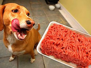 Магазин: мясо для собак, мясопродукты и сухие корма для собак и кошек, carne, carne pentru animale