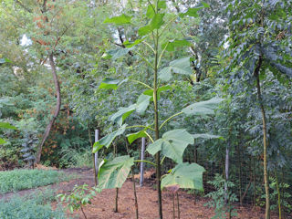 Paulownia foto 6