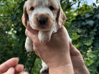 Vindem căței rasa cocker spaniel foto 2