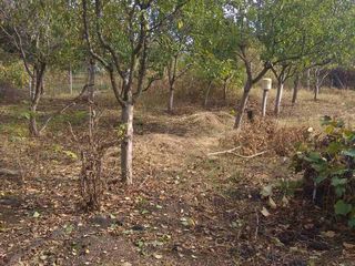 Se vinde Fazenda , teren privatizat 0.06 ha (6 sote) linga satul Cosernita (Vadul lui Voda) in ÎP- P foto 4