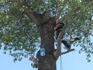 Defrisare arbori de orice dimensiuni si greutate.Arborist/Распиловка деревьев в труднодоступных мест foto 4