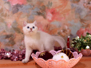 British shorthair kitten foto 6