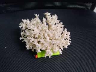 натуральные кораллы foto 5