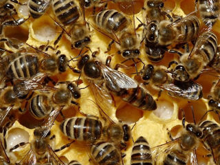 Vind familii de albine - 200 lei rama