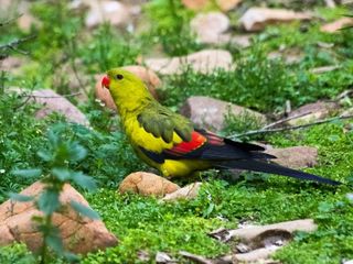 Роскошный горный попугай, птенцы - papagal regent (de munte), pui
