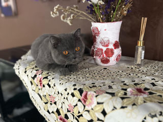 Animal de companie  British Shorthair foto 2