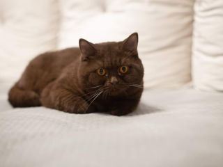 British Shorthair pedigree foto 9