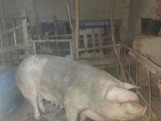 Avem porci de vinzare foto 2