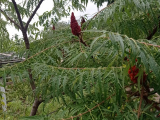 Sumac vind