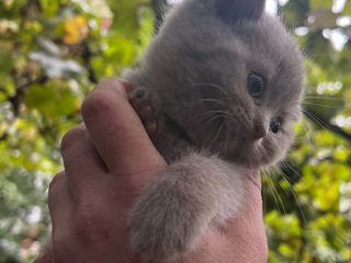 scottish fold foto 2