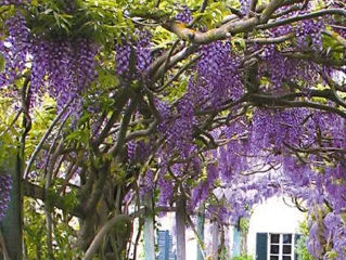 Wisteria глициния foto 3