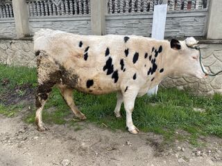 Cumpar Cirlani oi berbeci si capre La cel mai bun pret ! Toata Moldova ! . La cîntar ! foto 7