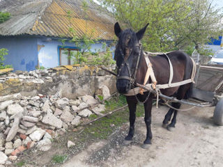 Vând iapă!