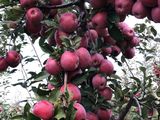 Vind mere  in cantitati mari si mici diferite soiuri foto 5