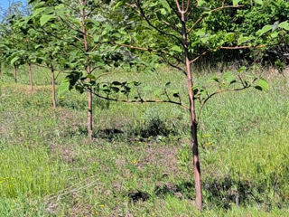 Paulownia foto 8