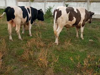 Zootehnie Toate Anunțurile Din Republica Moldova Pe 999 Md