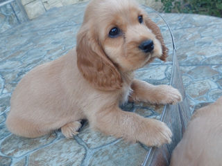 Cocker spaniel foto 2