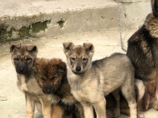 Ofer in dar caini, Husky Metis foto 0
