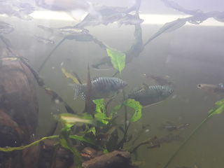 Se vand pesti guppy , danio si ancitrusi, molinesia si gurami foto 1