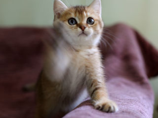 British Shorthair. Golden shaded cat. foto 10