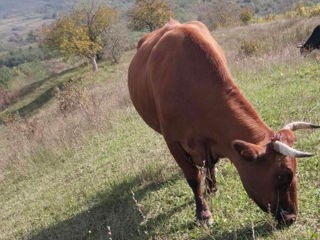 Se vinde Vacuta Bună de lapte