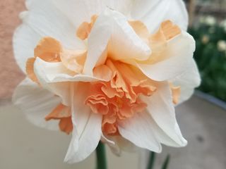 zambile, crocus, lalele, narcis, iris, branduse, fritillaria, muscari foto 2
